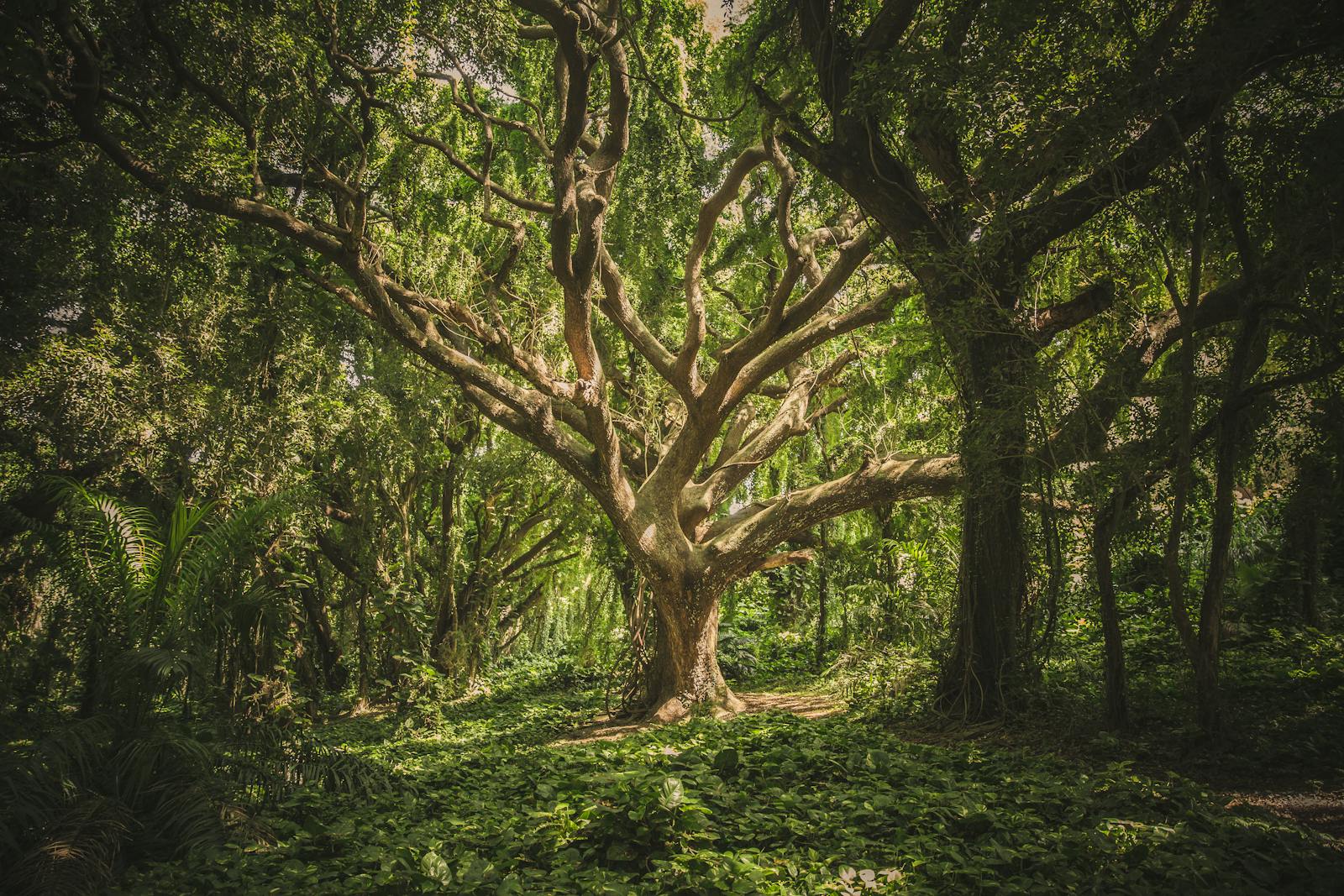 A massive tree with branches spreading in every direction — a visual metaphor for choosing between Swift 6.2 isolation modifiers.