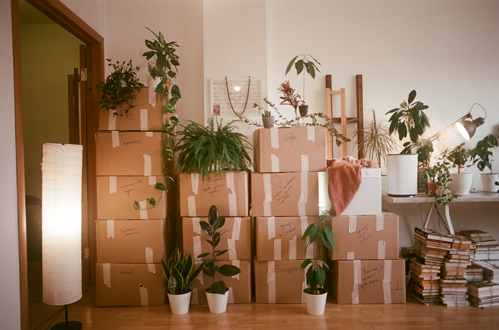 A stack of labeled cardboard moving boxes and houseplants against a wall, mid-move.